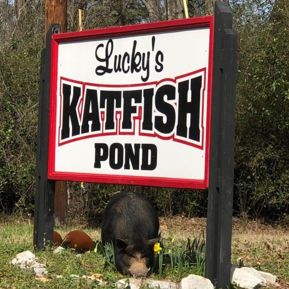 Luckys Katfish Pond